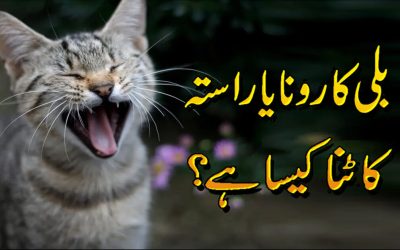 Billi Ka Rona Ya Rasta Katna Kaisa Hai?
